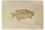 Fossil Fish (Phareodus) - Uncommon Species #198390-1
